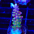 CC Banana Hammock Acropora Coral