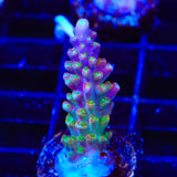 CC Banana Hammock Acropora Coral