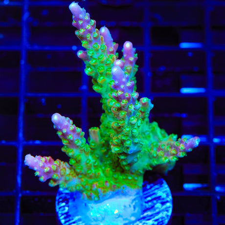 CC Banana Hammock Acropora XL Frag Coral