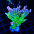 CC Banana Hammock Acropora XL Frag Coral