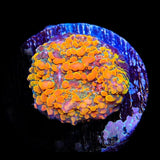 CC Cloudberry Chalice Coral