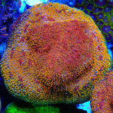 CC Cloudberry Chalice Coral