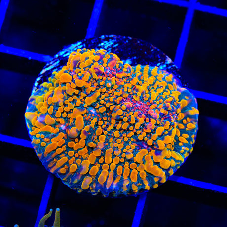 CC Cloudberry Chalice Coral