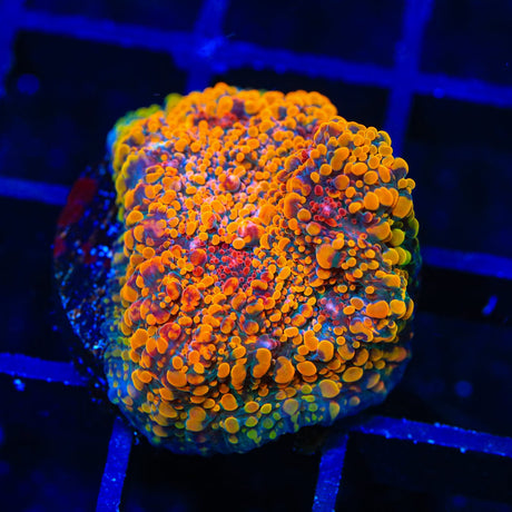 CC Cloudberry Chalice Coral