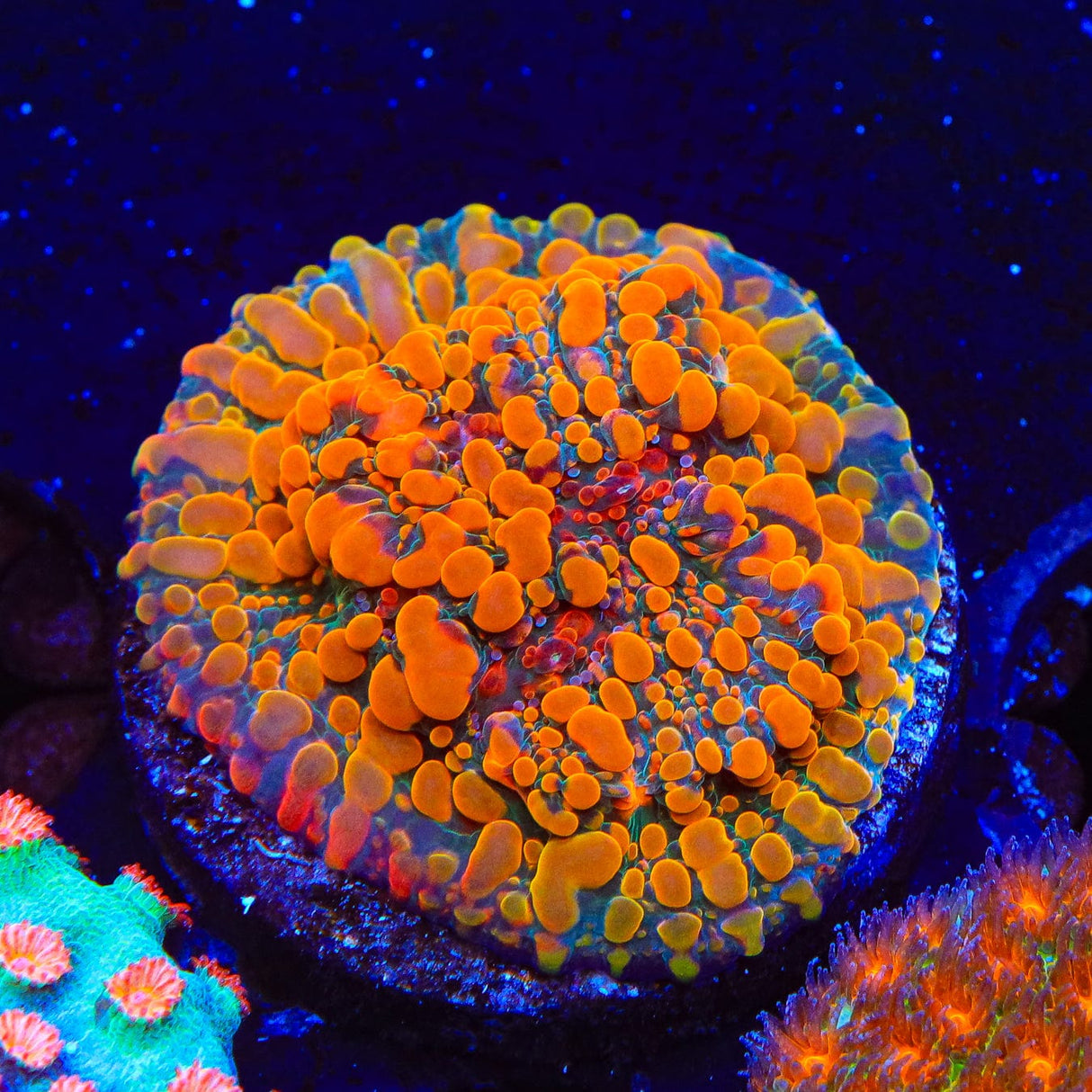 CC Cloudberry Chalice Coral