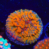 CC Cloudberry Chalice Coral