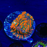 CC Cloudberry Chalice Coral