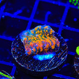 CC Cloudberry Chalice Coral