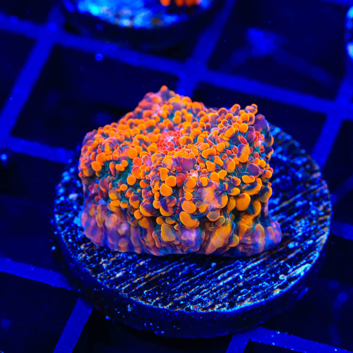 CC Cloudberry Chalice Coral