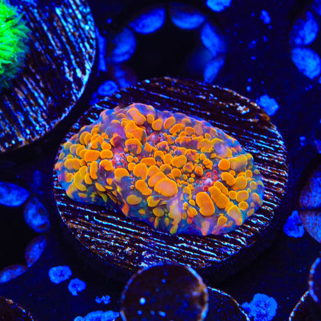 CC Cloudberry Chalice Coral