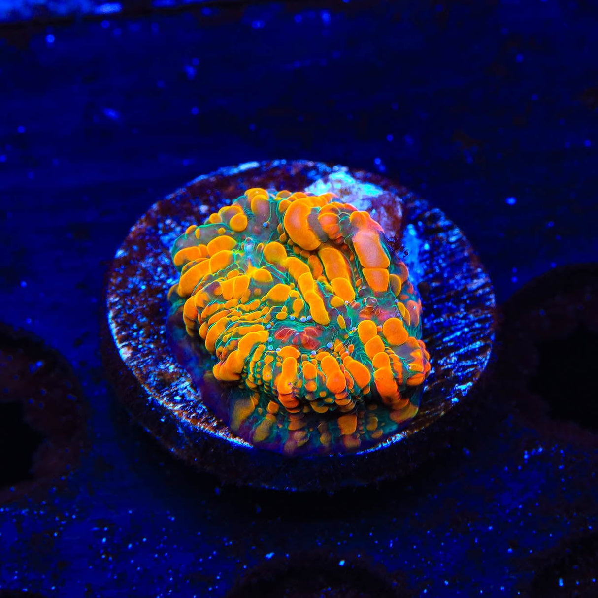 CC Cloudberry Chalice Coral