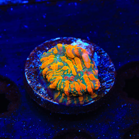 CC Cloudberry Chalice Coral