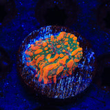 CC Cloudberry Chalice Coral