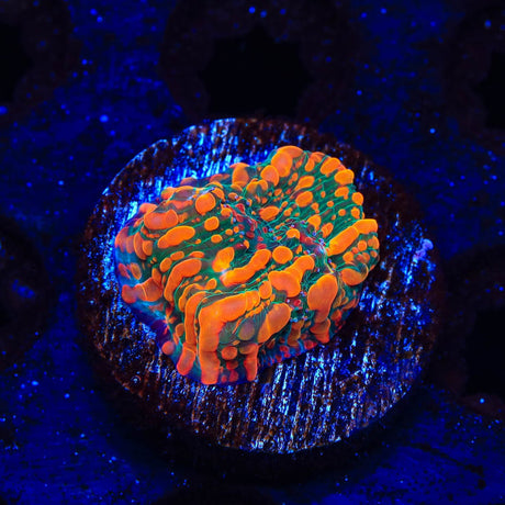 CC Cloudberry Chalice Coral