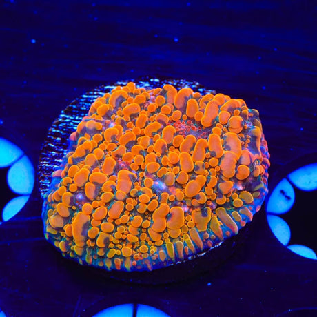 CC Cloudberry Chalice Coral