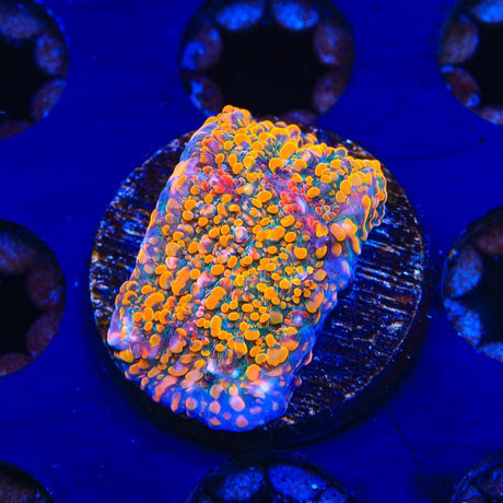 CC Cloudberry Chalice Coral