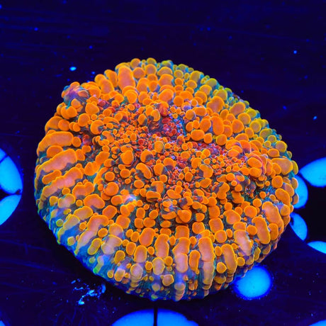 CC Cloudberry Chalice Coral