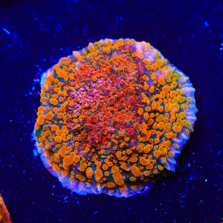 CC Cloudberry Chalice Coral