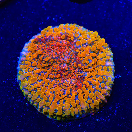 CC Cloudberry Chalice Coral