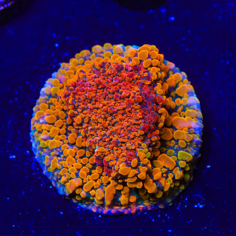 CC Cloudberry Chalice Coral