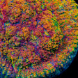 CC Cloudberry Chalice Coral