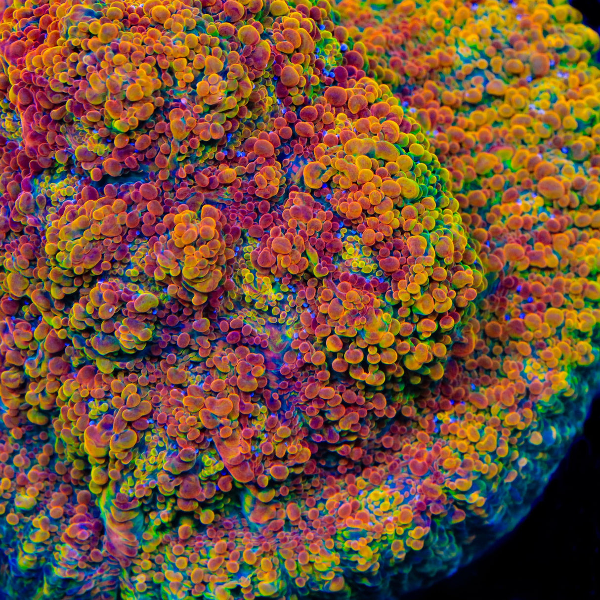 CC Cloudberry Chalice Coral