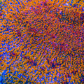 CC Cloudberry Chalice Coral