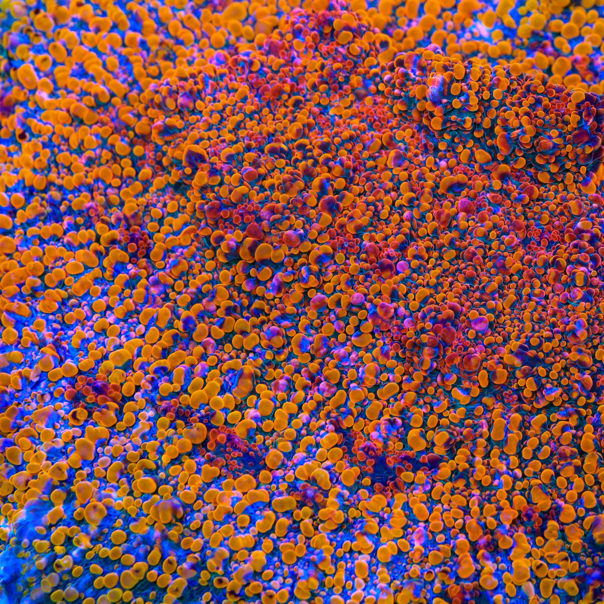 CC Cloudberry Chalice Coral