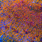 CC Cloudberry Chalice Coral