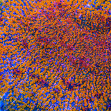 CC Cloudberry Chalice Coral