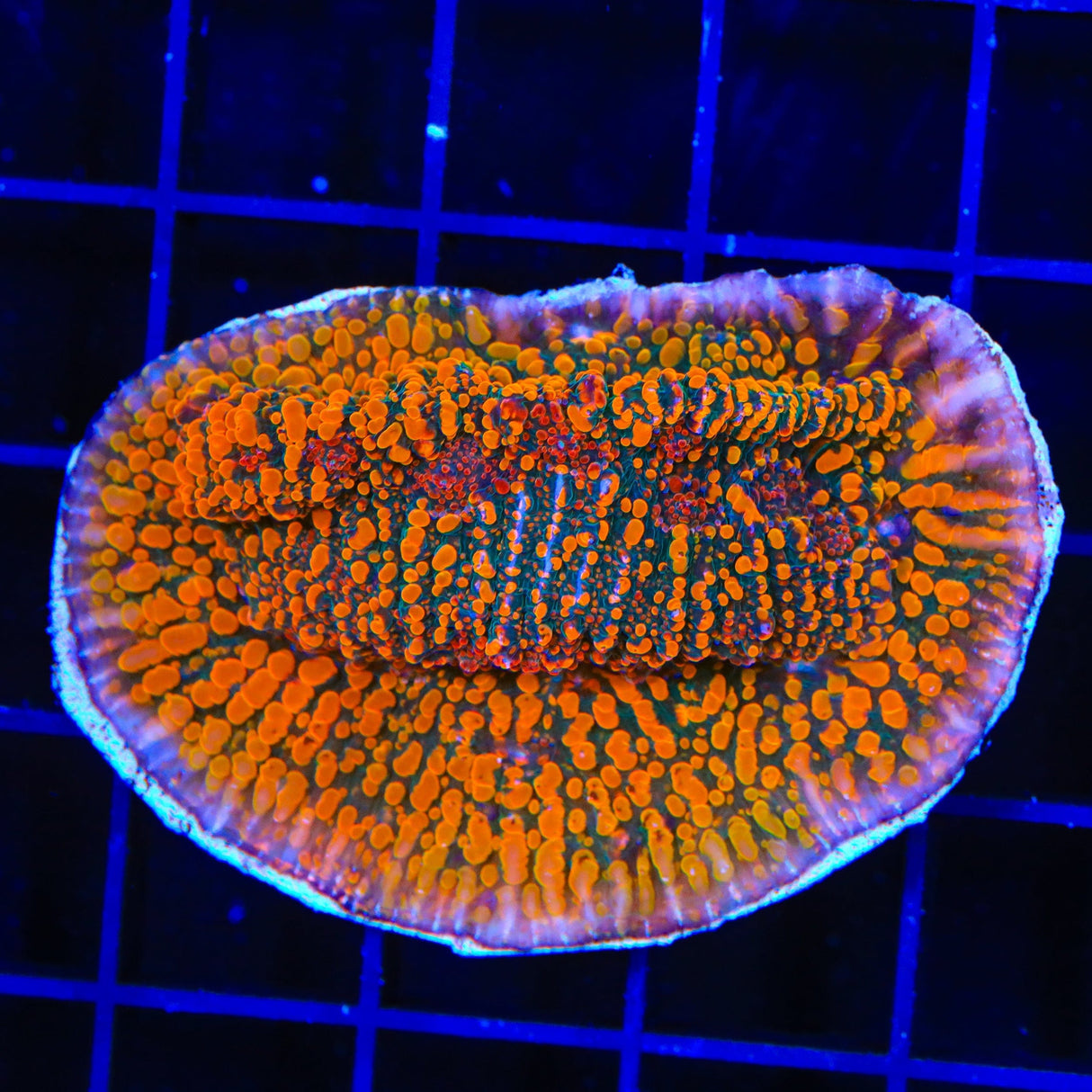CC Cloudberry Chalice XL Frag Coral