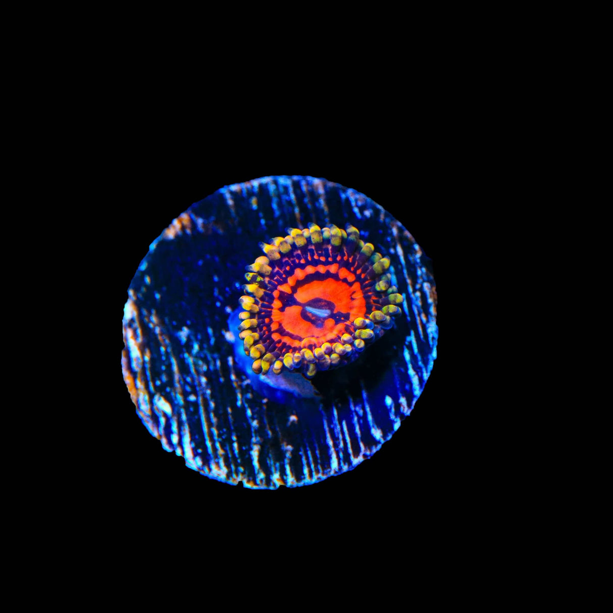 CC Flaming Brohican Zoanthids Coral