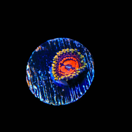 CC Flaming Brohican Zoanthids Coral
