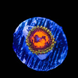 CC Flaming Brohican Zoanthids Coral