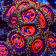 CC Flaming Brohican Zoanthids Coral