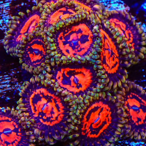 CC Flaming Brohican Zoanthids Coral