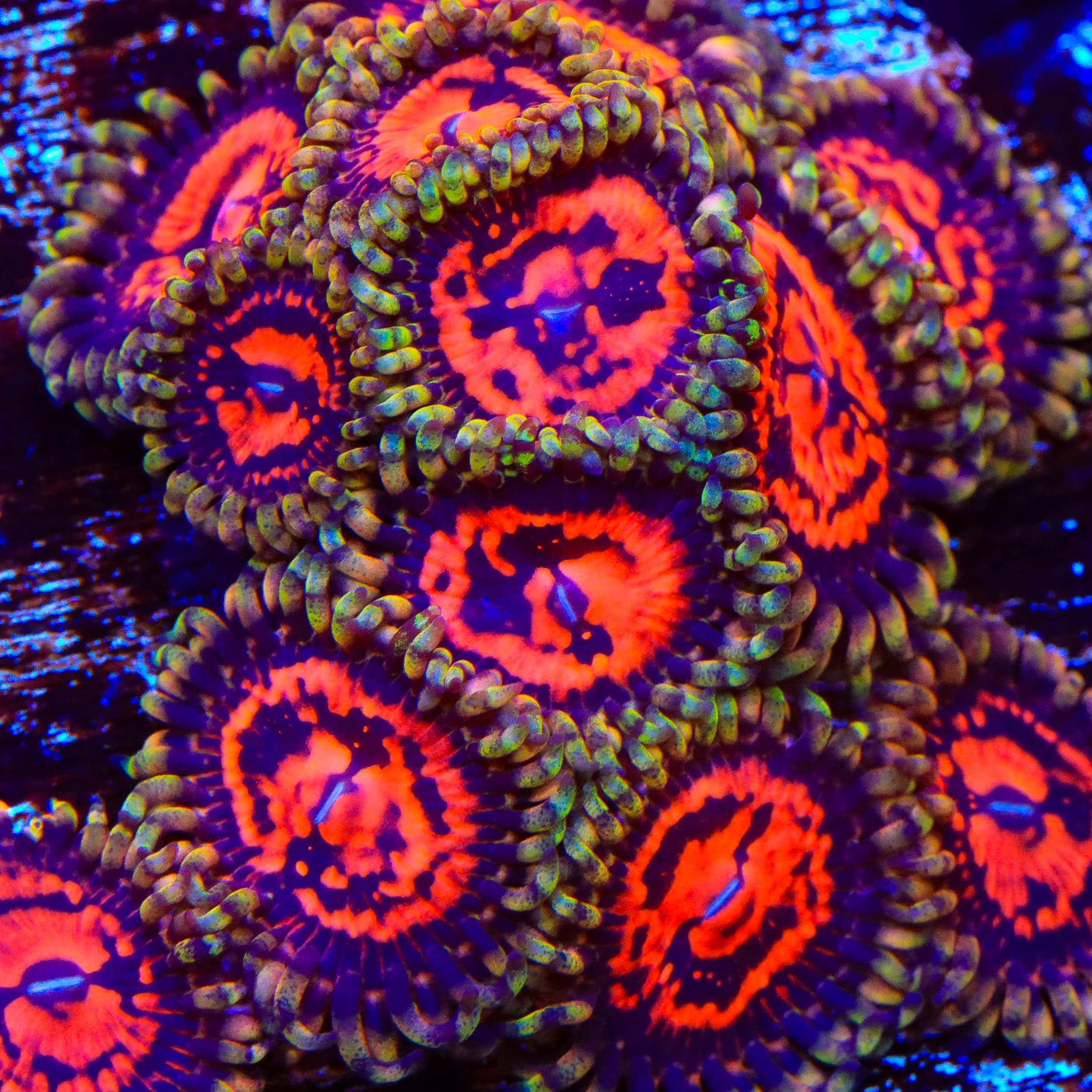 CC Flaming Brohican Zoanthids Coral – Top Shelf Aquatics