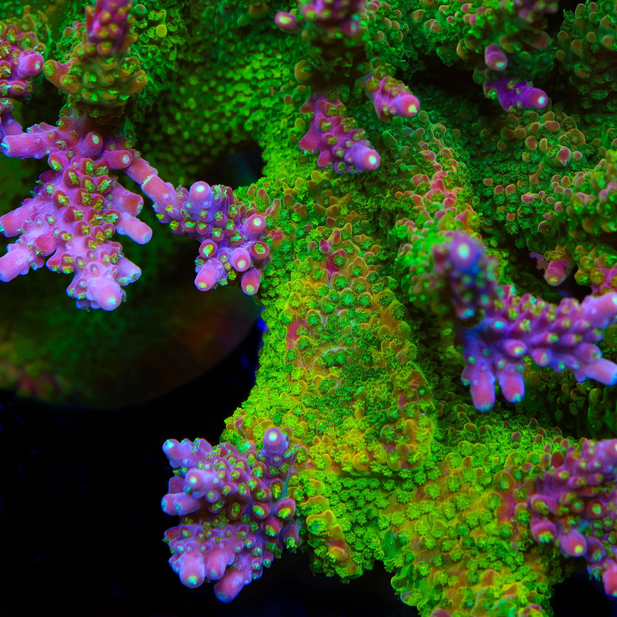 CC Grafted Banana Hammock Acropora Coral