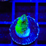 CC Grafted Banana Hammock Acropora Coral