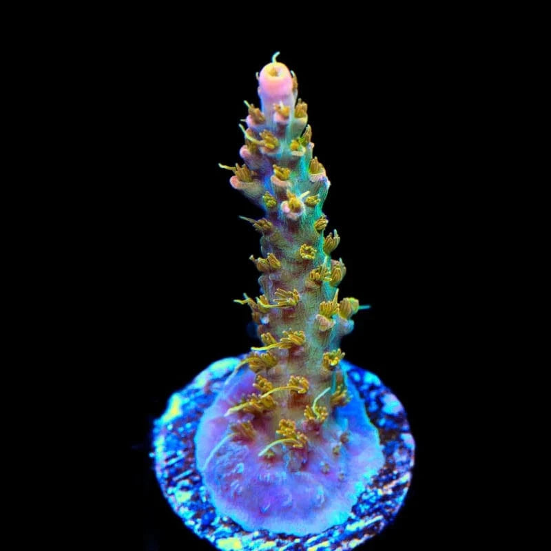 CC Voodoo Majick Acropora Coral