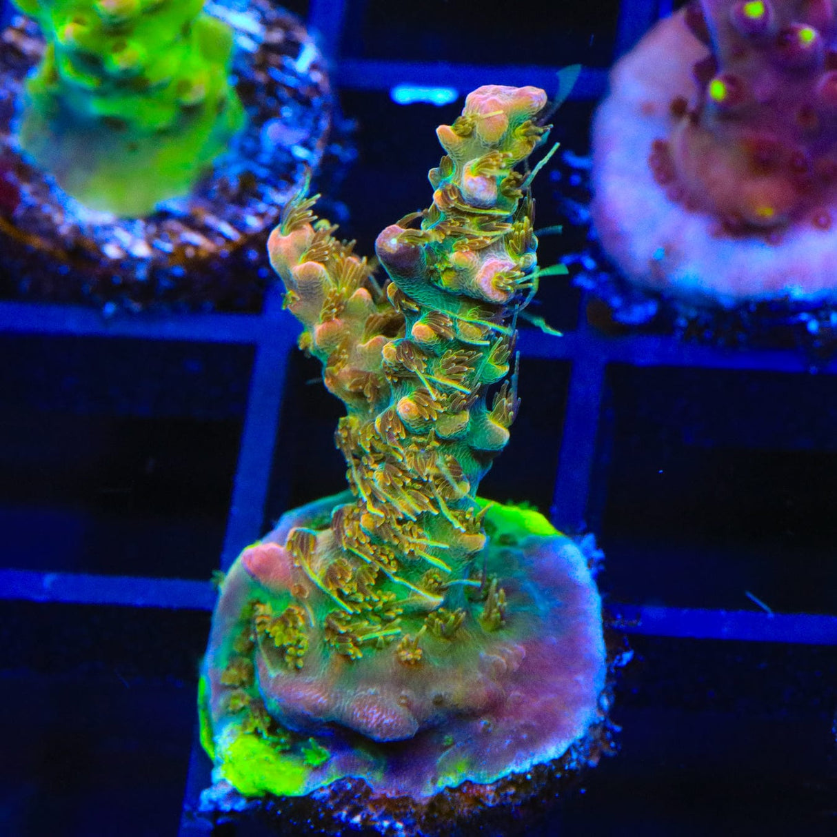 CC Voodoo Majick Acropora Coral