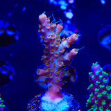 CC Voodoo Majick Acropora Coral