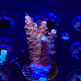 CC Voodoo Majick Acropora Coral
