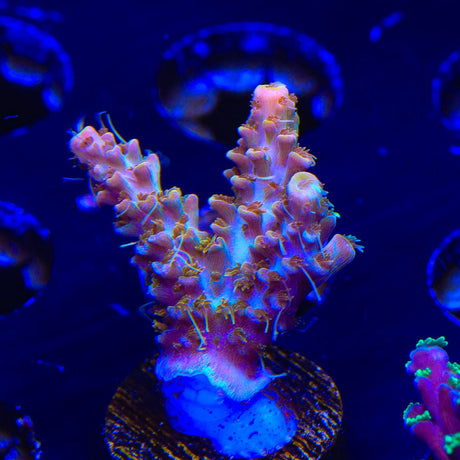 CC Voodoo Majick Acropora Coral
