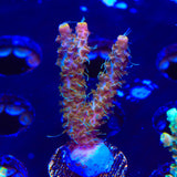 CC Voodoo Majick Acropora Coral