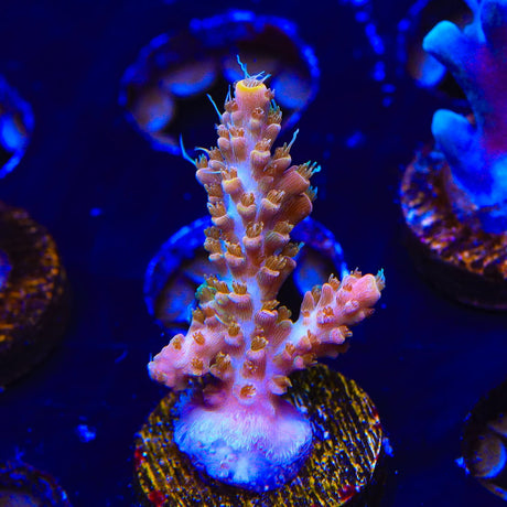 CC Voodoo Majick Acropora Coral