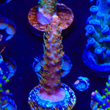 CC Voodoo Majick Acropora Coral
