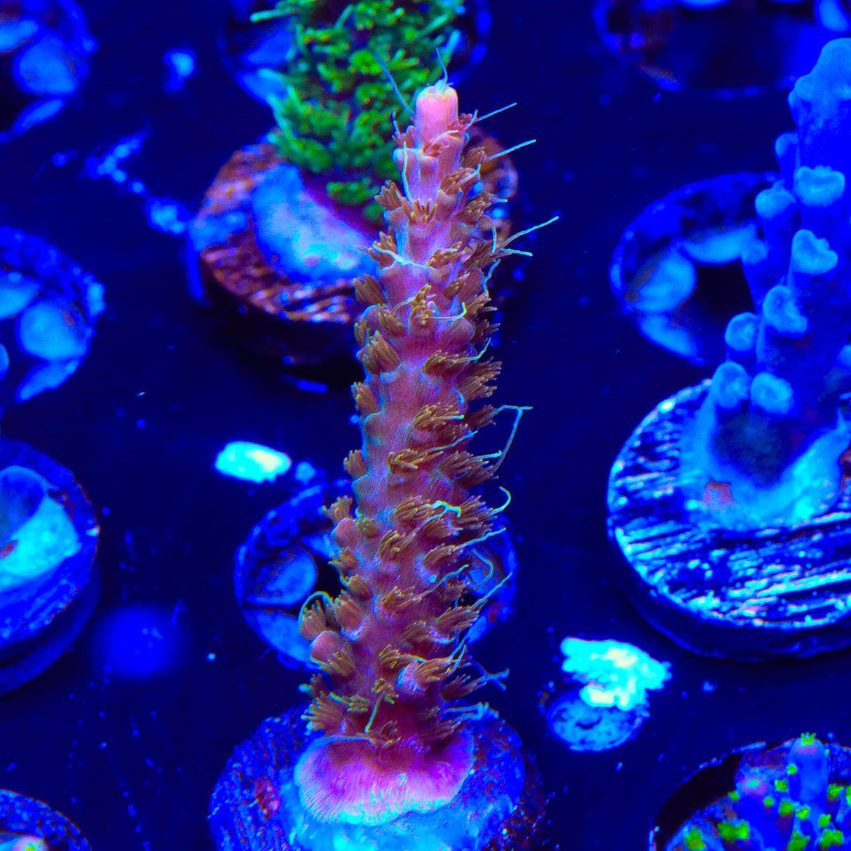 CC Voodoo Majick Acropora Coral