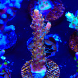 CC Voodoo Majick Acropora Coral