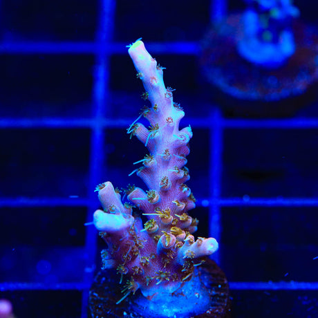 CC Voodoo Majick Acropora Coral